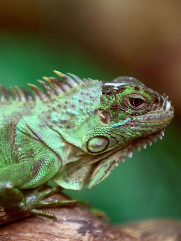 Reptile Supplies - KT Animal Supply